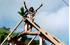 kauairooftree21a1