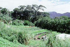 Finca la bella garden