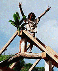 kauairooftree21